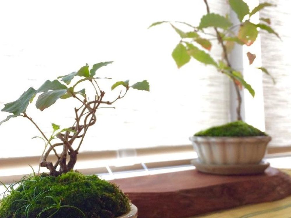 コナラ　鉢植え　株　窓際