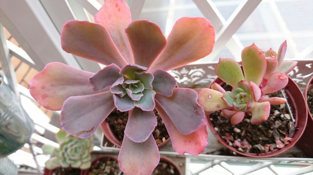 エケベリア・プリンセスパール