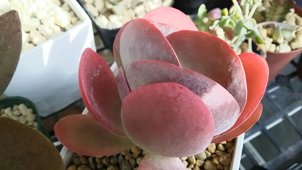 カランコエ 唐印