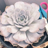 存在感抜群！大きい多肉植物の魅力と育て方のコツの画像