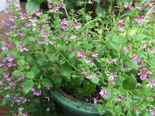 クフェアの育て方 水やり頻度や植え付けの時期は Greensnap グリーンスナップ