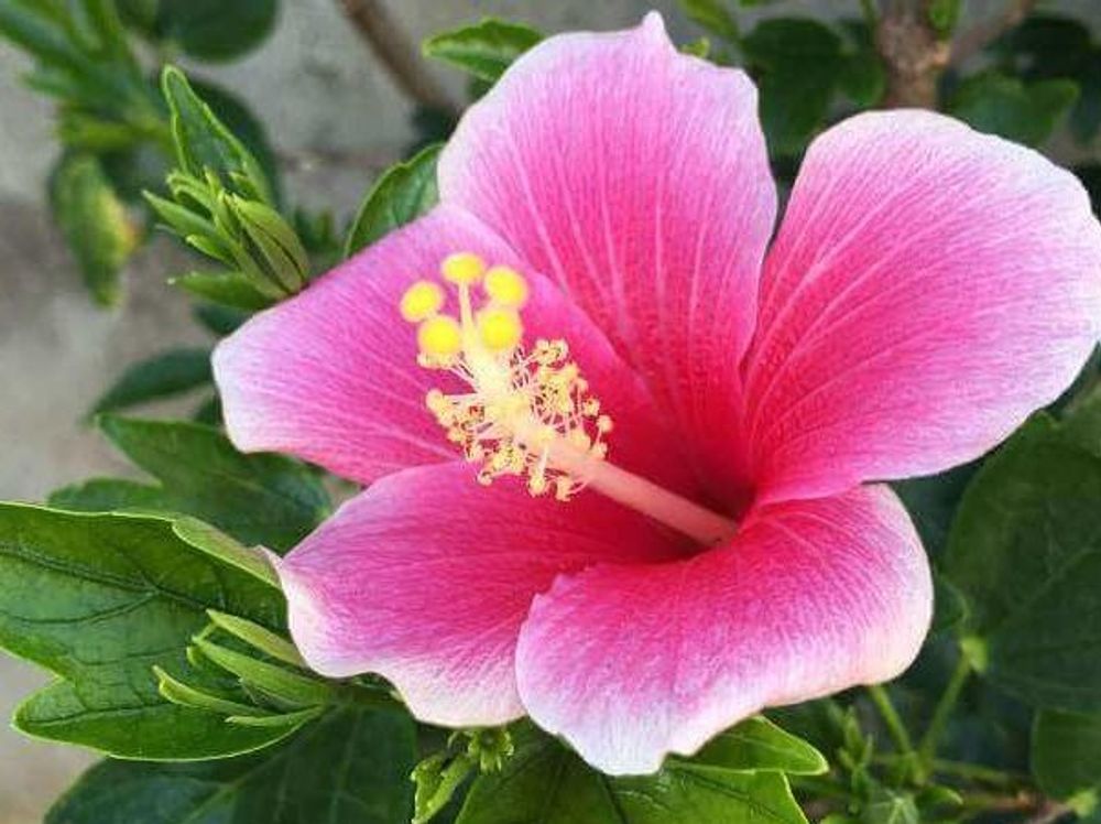 ハイビスカス　赤い花