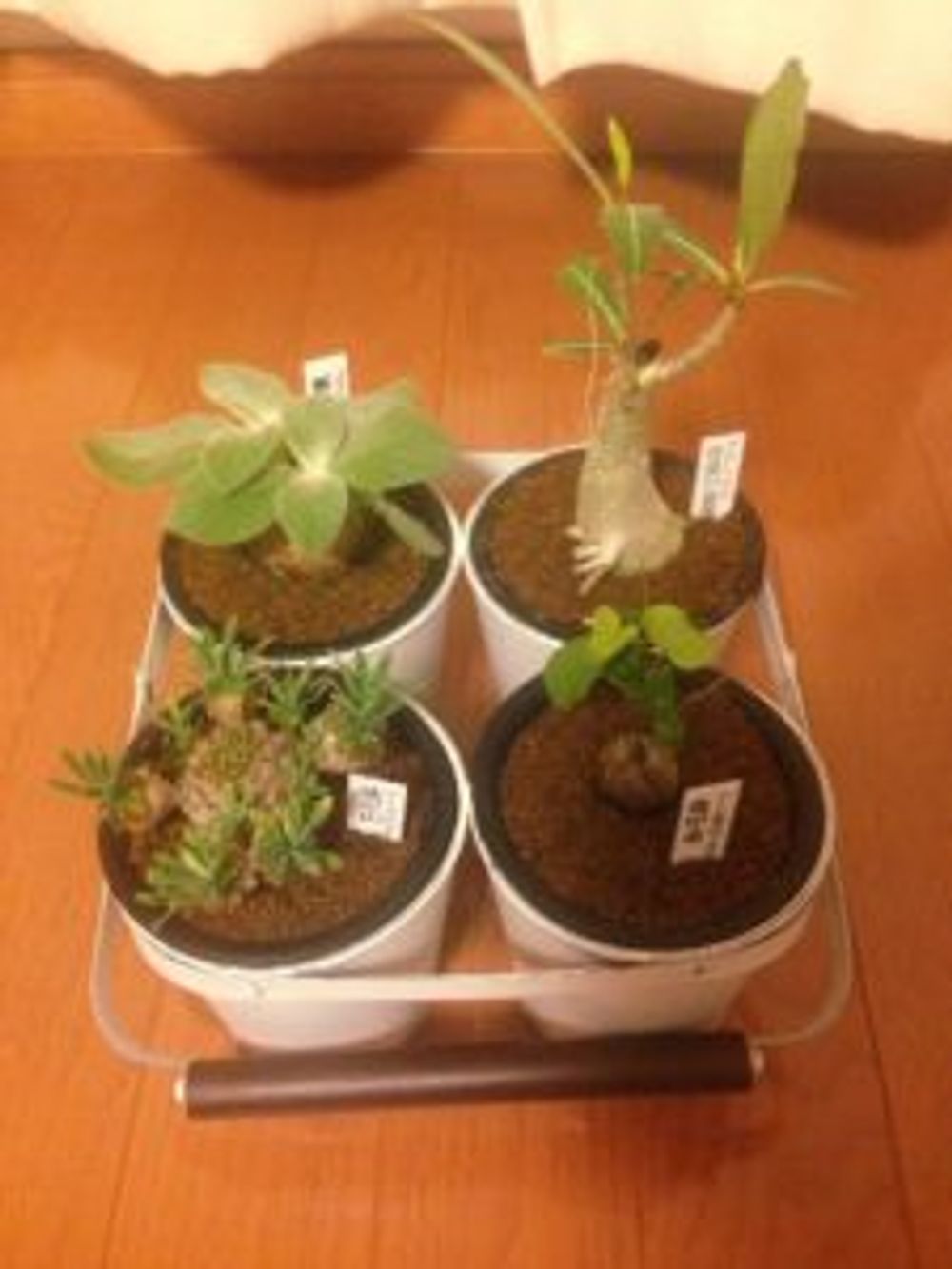 Photo by カワウソmenさん