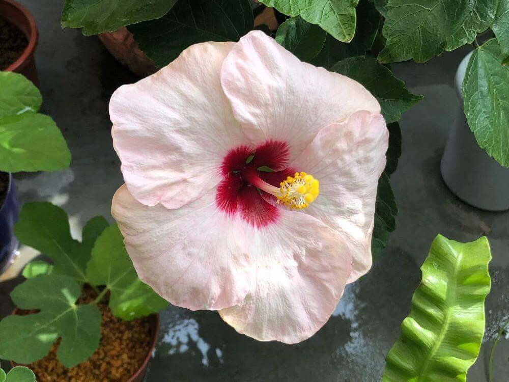 ハイビスカス 花