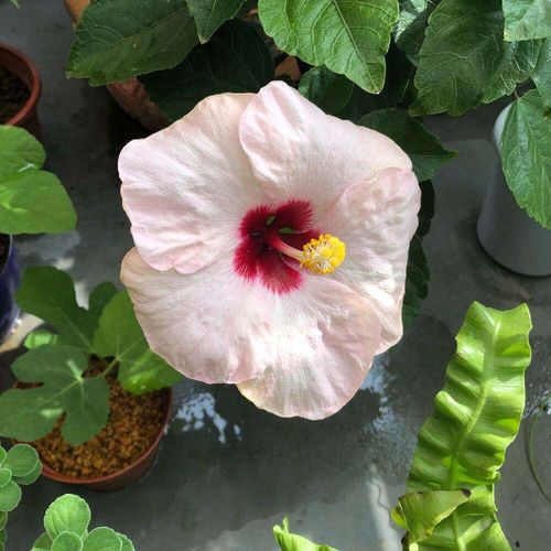 ハイビスカスの育て方 挿し木 植え替えの方法は 冬越しのコツは Greensnap グリーンスナップ