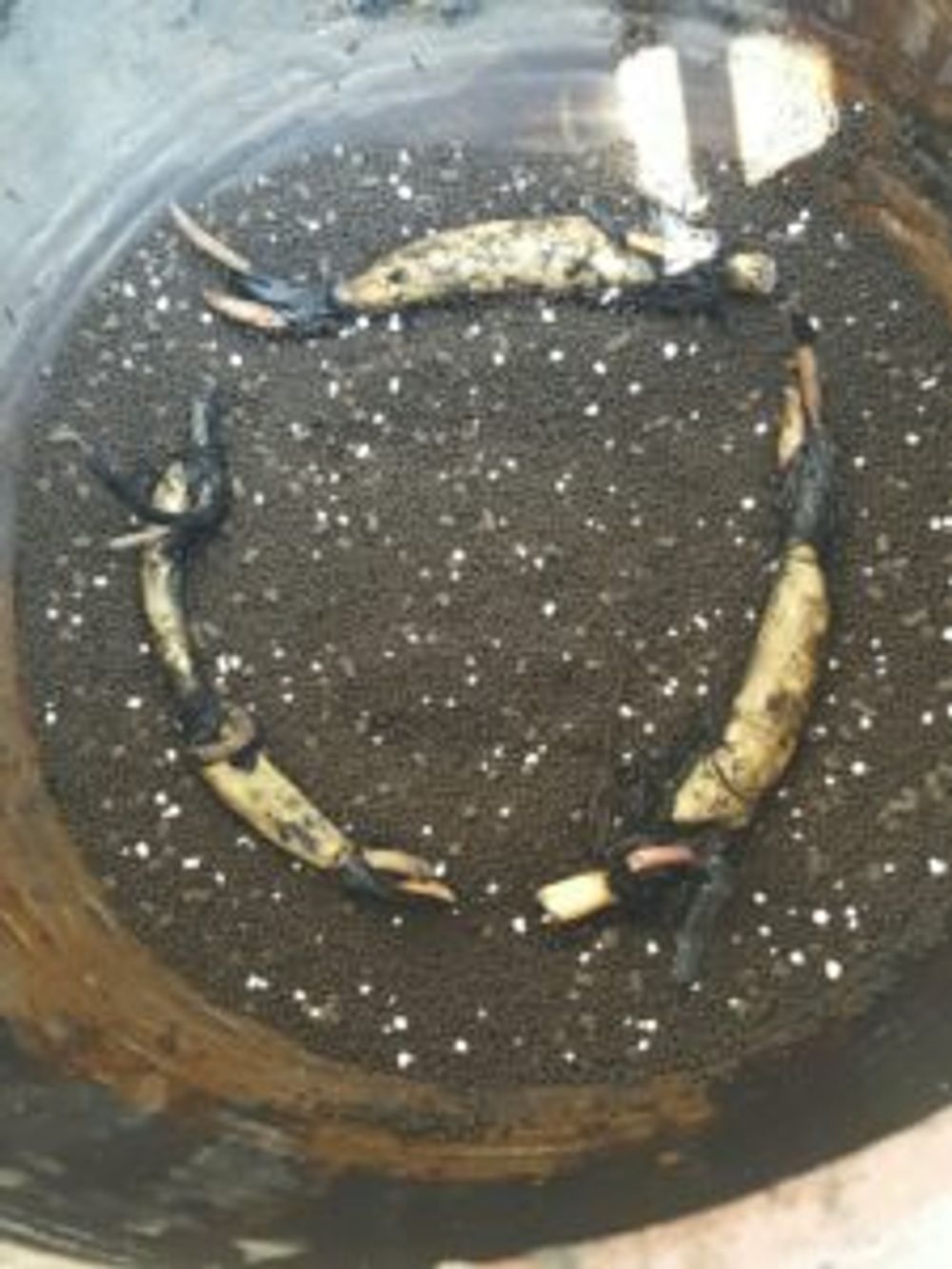 Photo by ビリさん