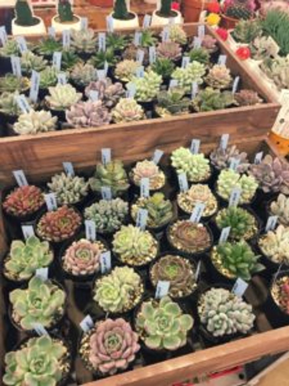 Photo by chihiroさん