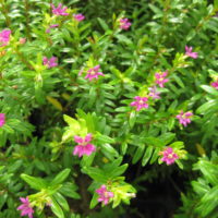 クフェアの育て方｜水やり頻度や植え付けの時期は？の画像