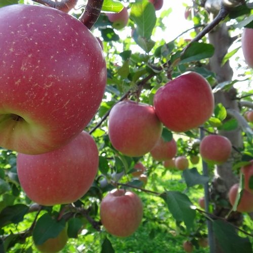 リンゴの育て方 植え付ける場所や時期は 種まきや鉢植えでも栽培できる Greensnap グリーンスナップ