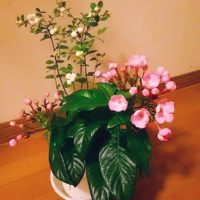 シンフォリカルポスの育て方｜植え方や増やし方は？の画像