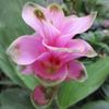 クルクマの育て方｜球根の植え方や掘り上げるタイミングとは？の画像