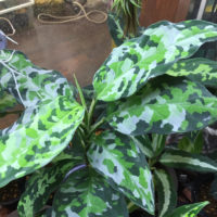 アグラオネマの育て方｜植え替え時期は？挿し木や株分けの方法は？の画像