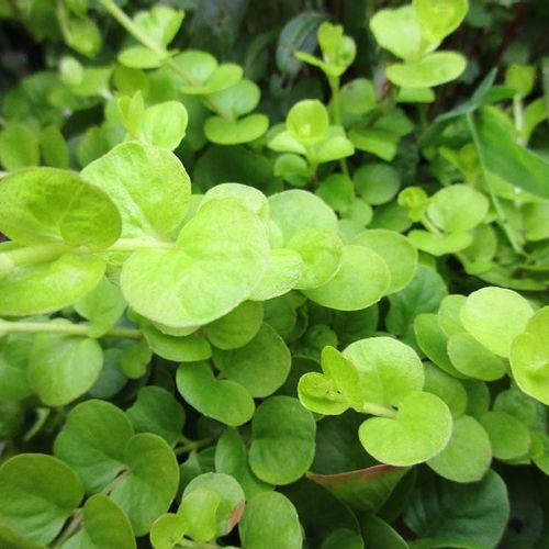 リシマキアの育て方 日当たりや水やりのコツは Greensnap グリーンスナップ