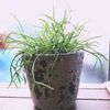 リプサリスの育て方｜ 水やりの頻度や増やし方は？の画像
