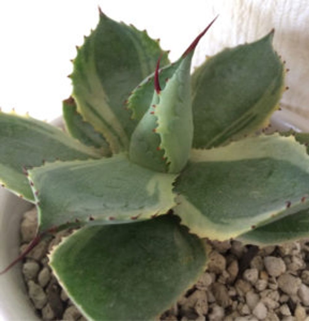 Photo by まっくすさん