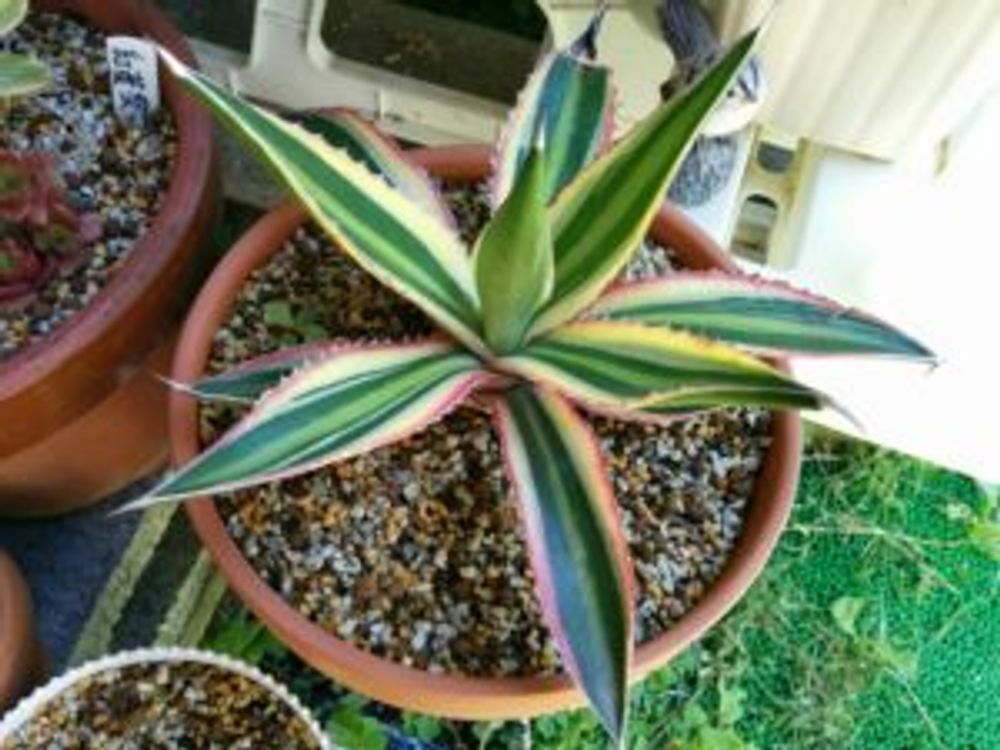 Photo by あおい32さん