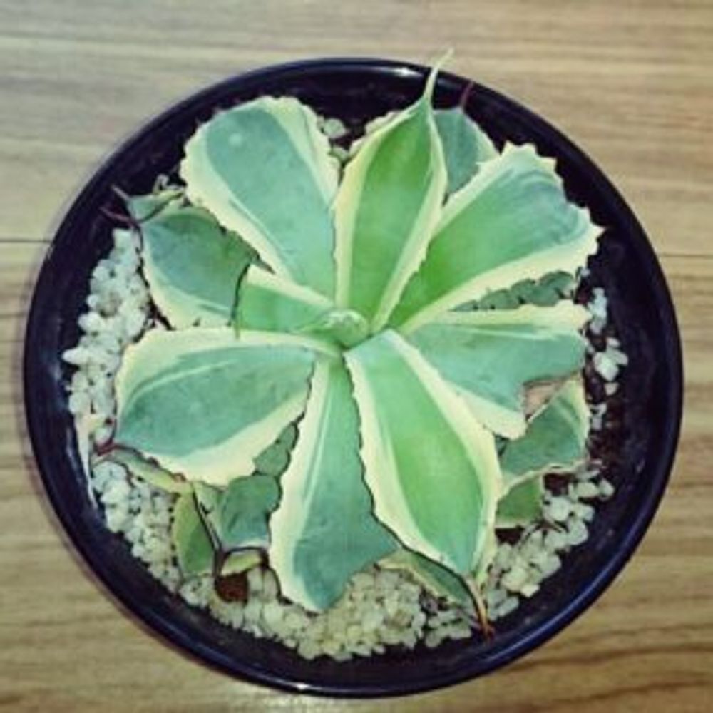 Photo by あやさん