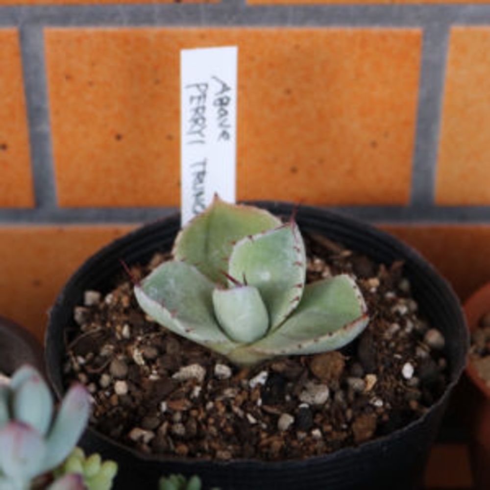 Photo by トム子さん