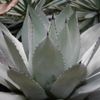 今日からできる！日々のアガベのお手入れ術の画像