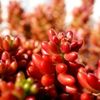 赤色に紅葉する多肉植物を3選紹介！の画像
