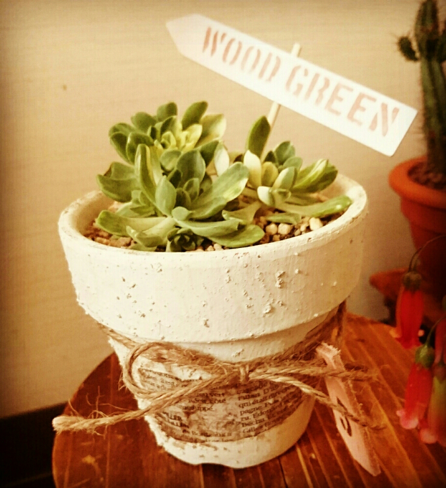 葉挿しか挿し木、アエオニウムを増やすには？｜🍀GreenSnap（グリーン