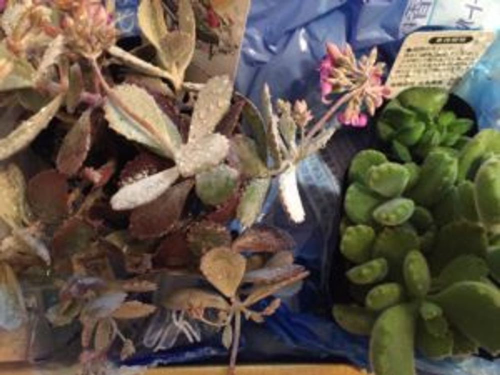 Photo by うにもこさん