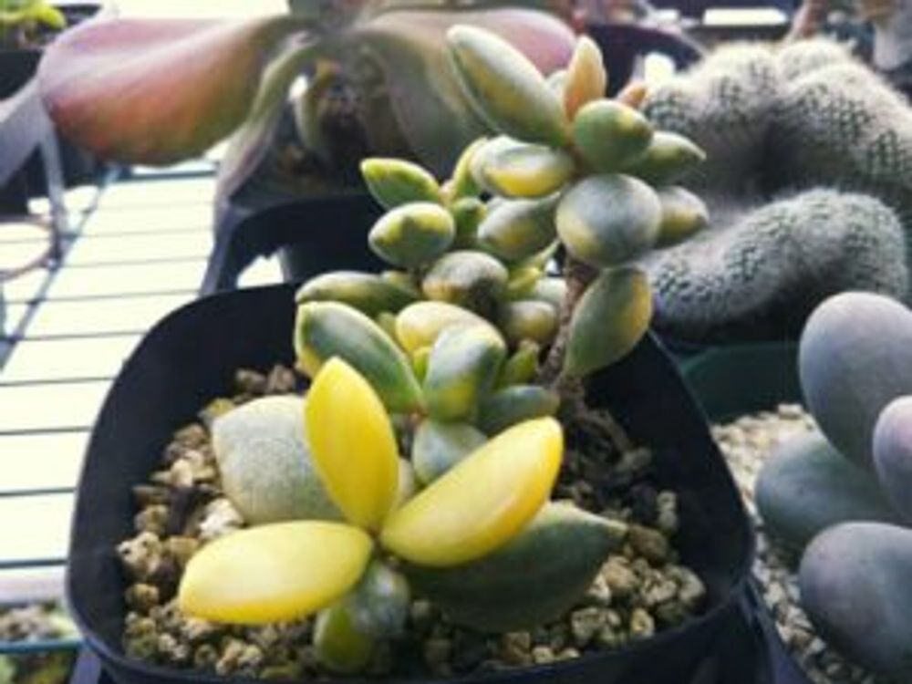 Photo by 谷っちさん