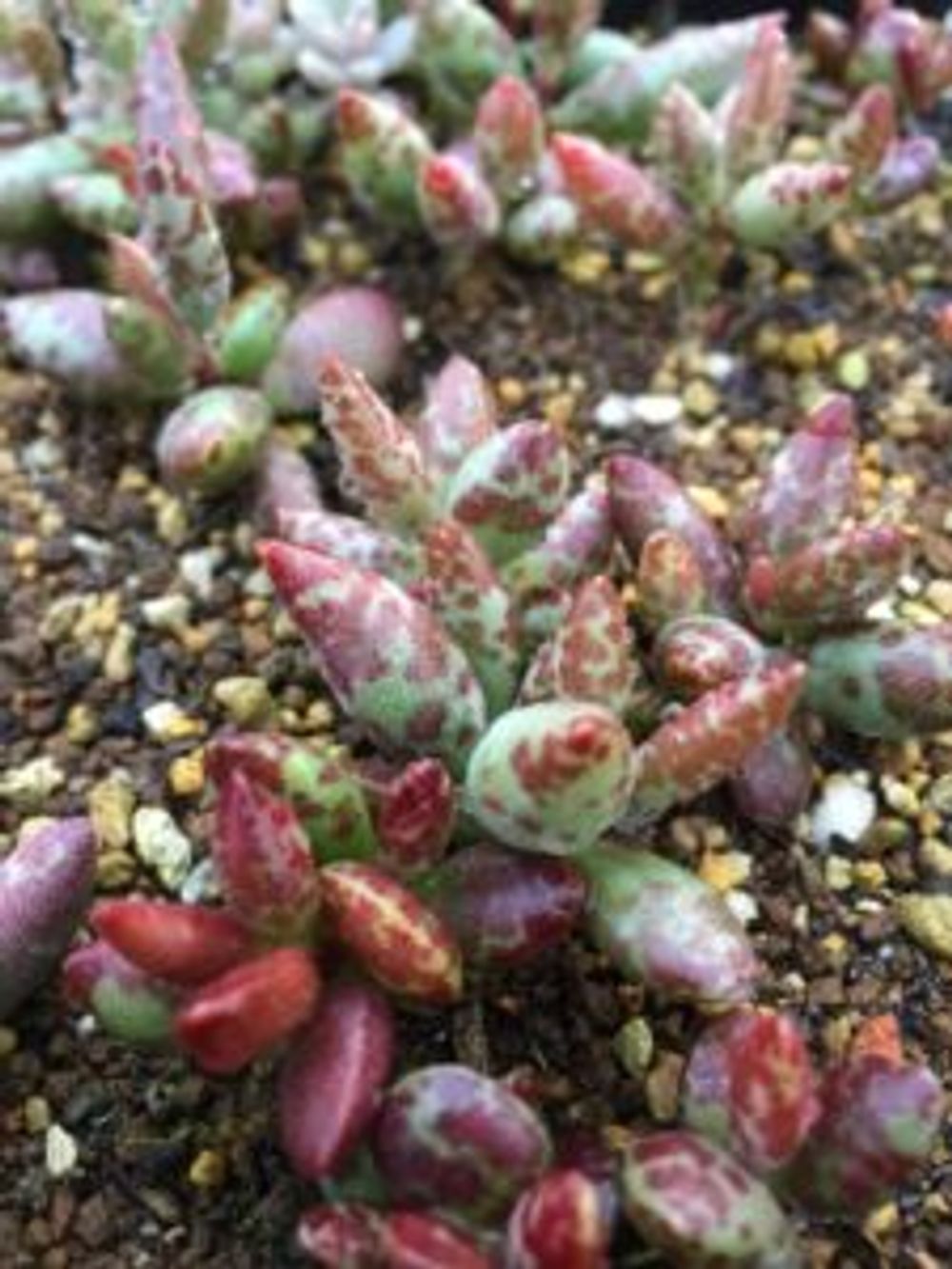 Photo by ベビーリーフさん