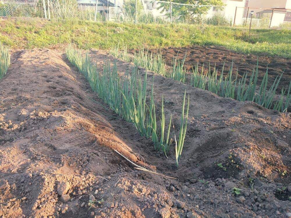 ネギ　地植え　畑