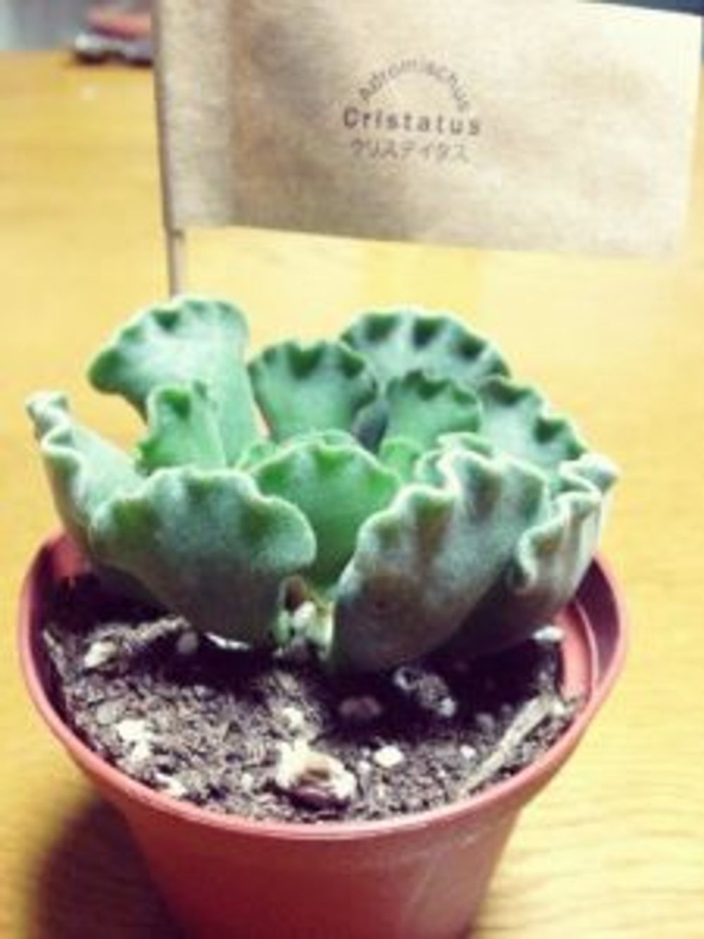 Photo by がらんまるさん