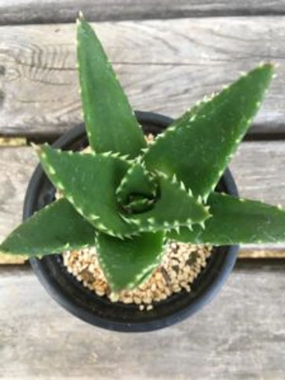 Photo by ライムさん