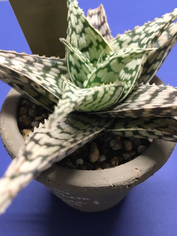 ミスター　アロエまとめ img_cache_q_38822_1_1724457292