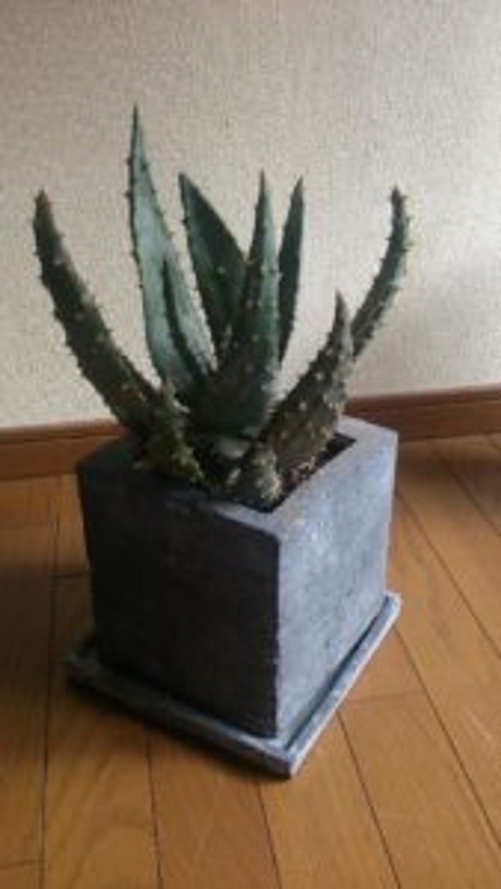 Photo by けんちんさん