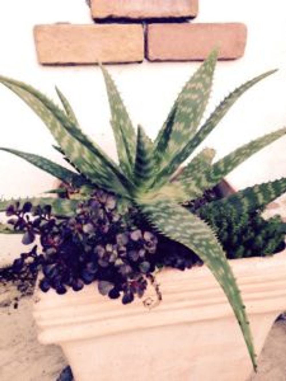 Photo by pochiさん