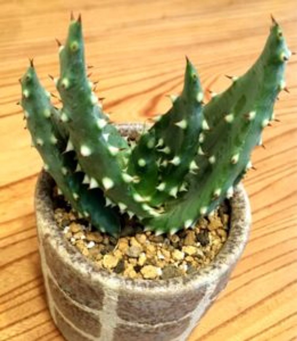 Photo by DJMINIYONさん