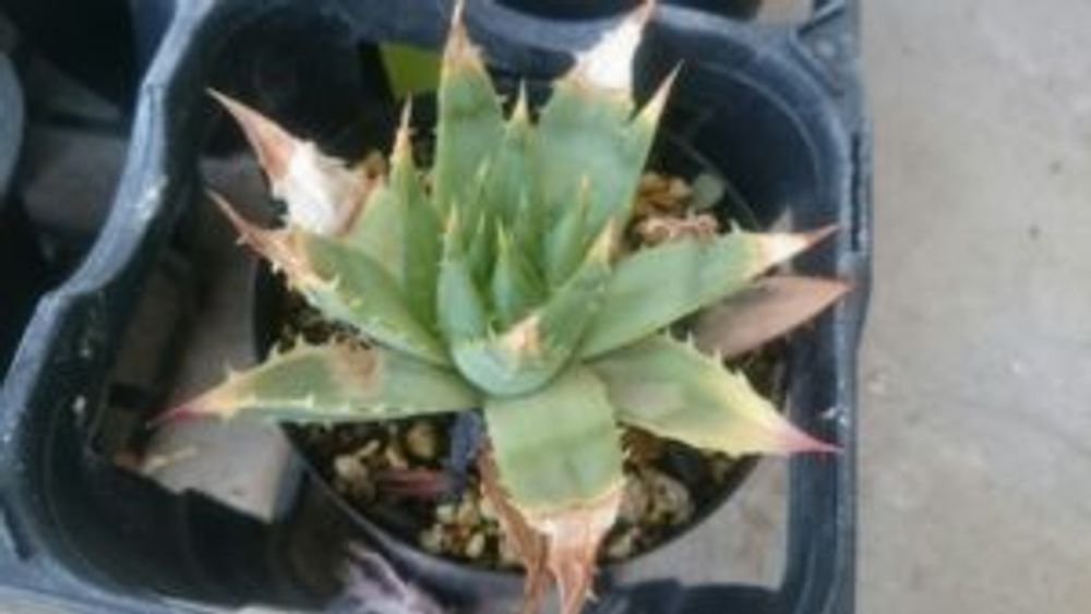 Photo by ポリさん