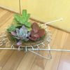 インテリアとして飾るなら？エケベリアの飾り方の画像