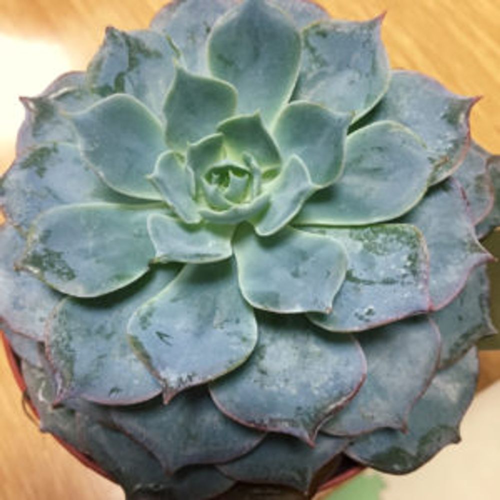 Photo by みんとさん