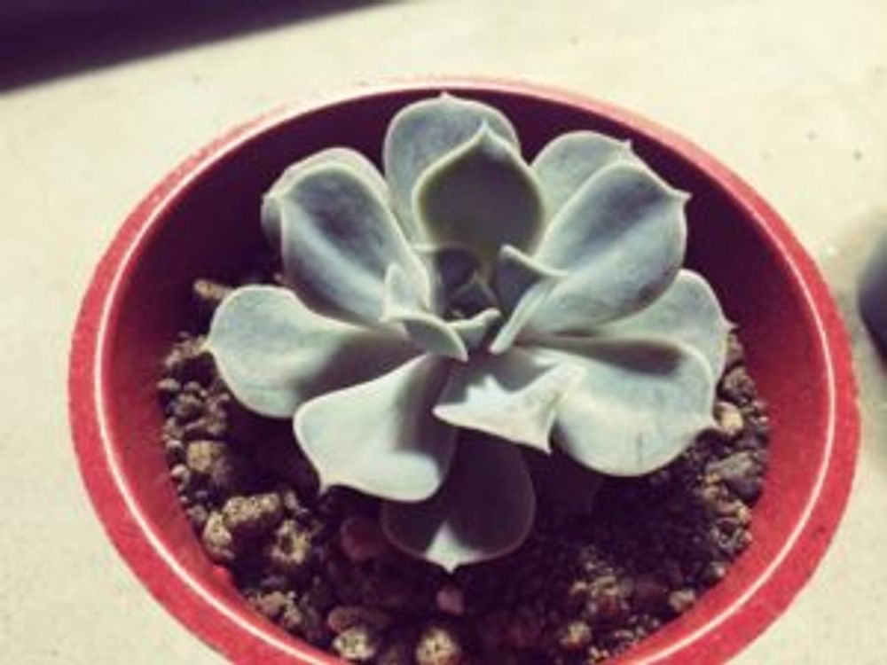 Photo by こんちゃんさん