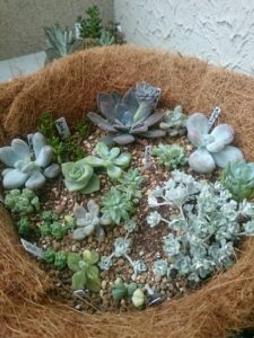 Photo by Ryorimamaさ