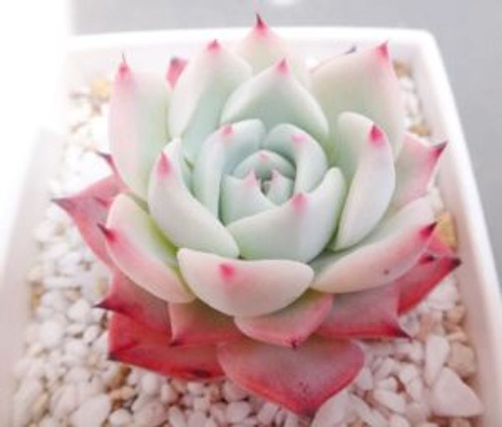 Photo by mamiiさん