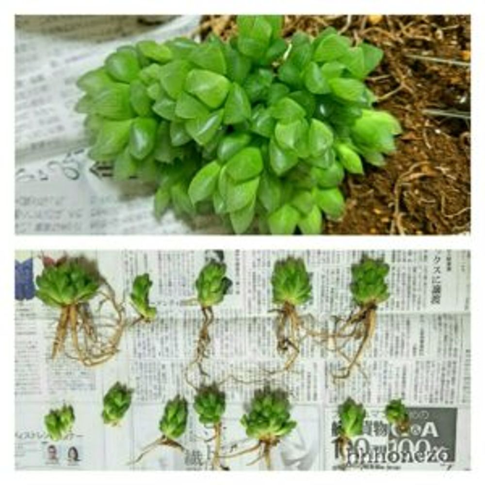 Photo by おね蔵さん