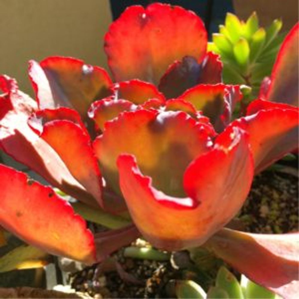 Photo by こもちゃんさん