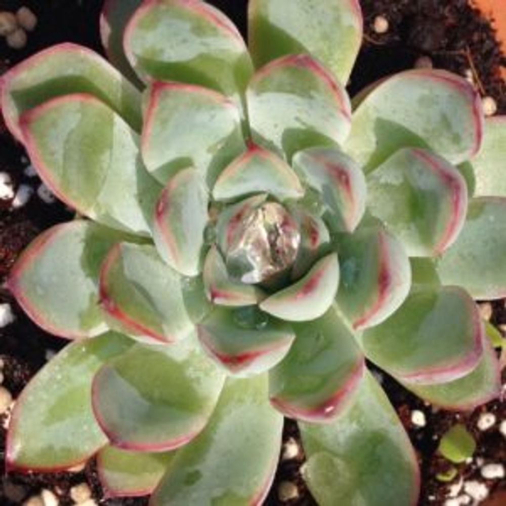 Photo by とろろさん