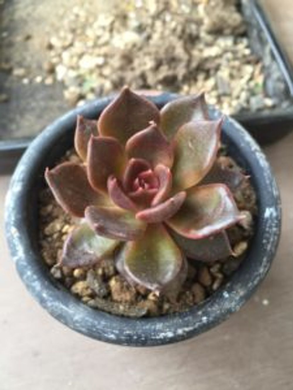 hoto by ちはるさん