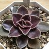 寒さに強いエケベリアはどんな植物？の画像