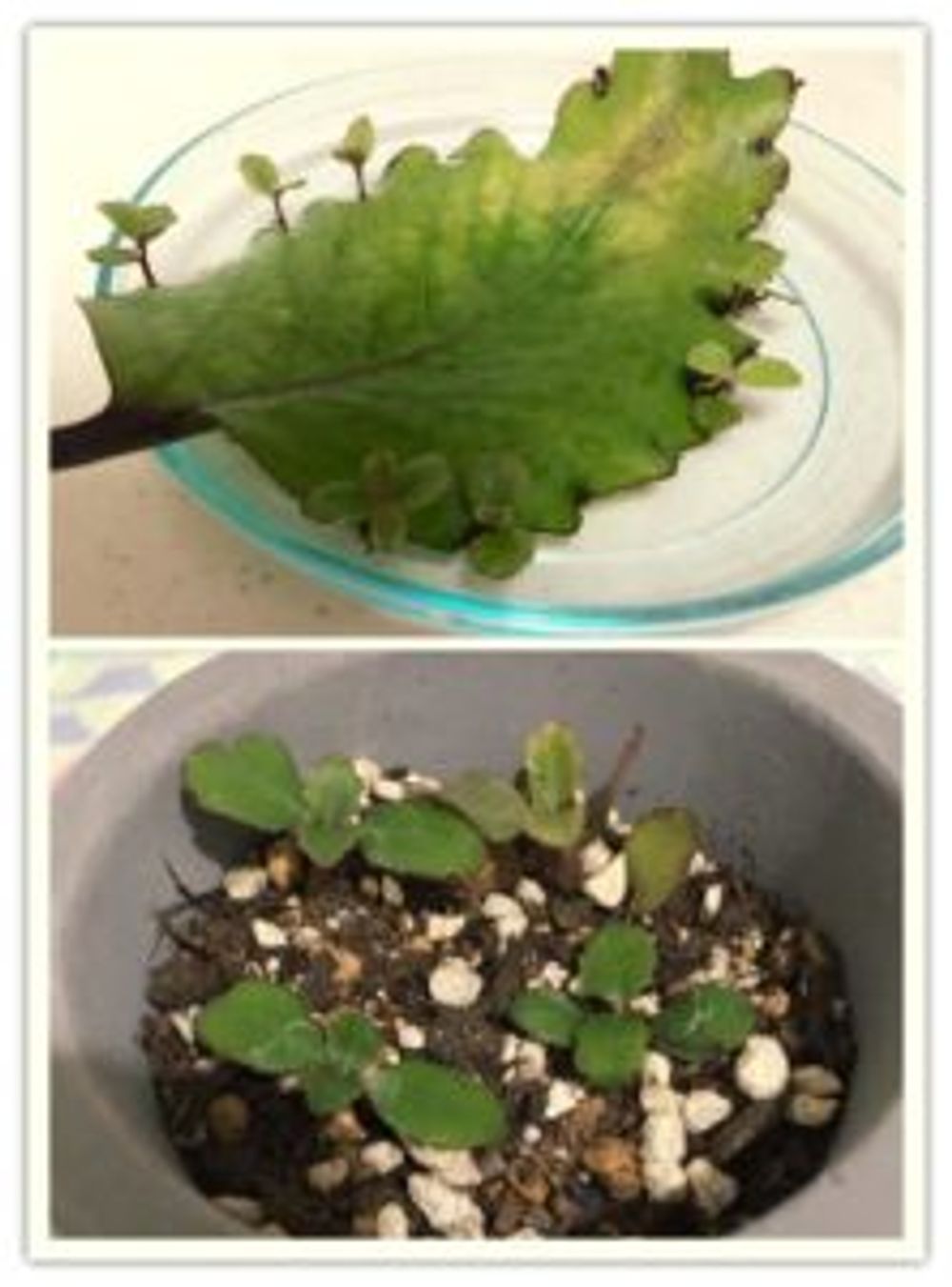 Photo by chimaさん