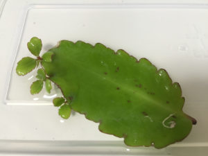 葉から芽が出る 多肉植物の種類ベンケイソウ科のハカラメ Greensnap グリーンスナップ