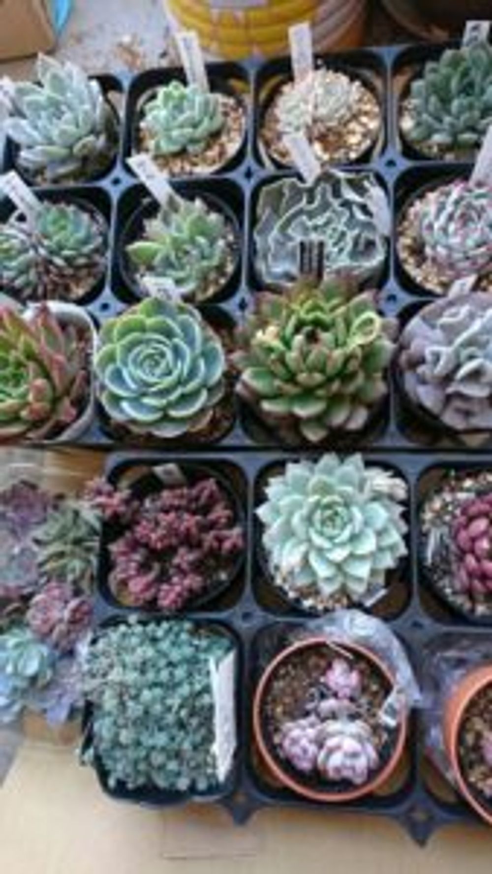 Photo by たにくさん