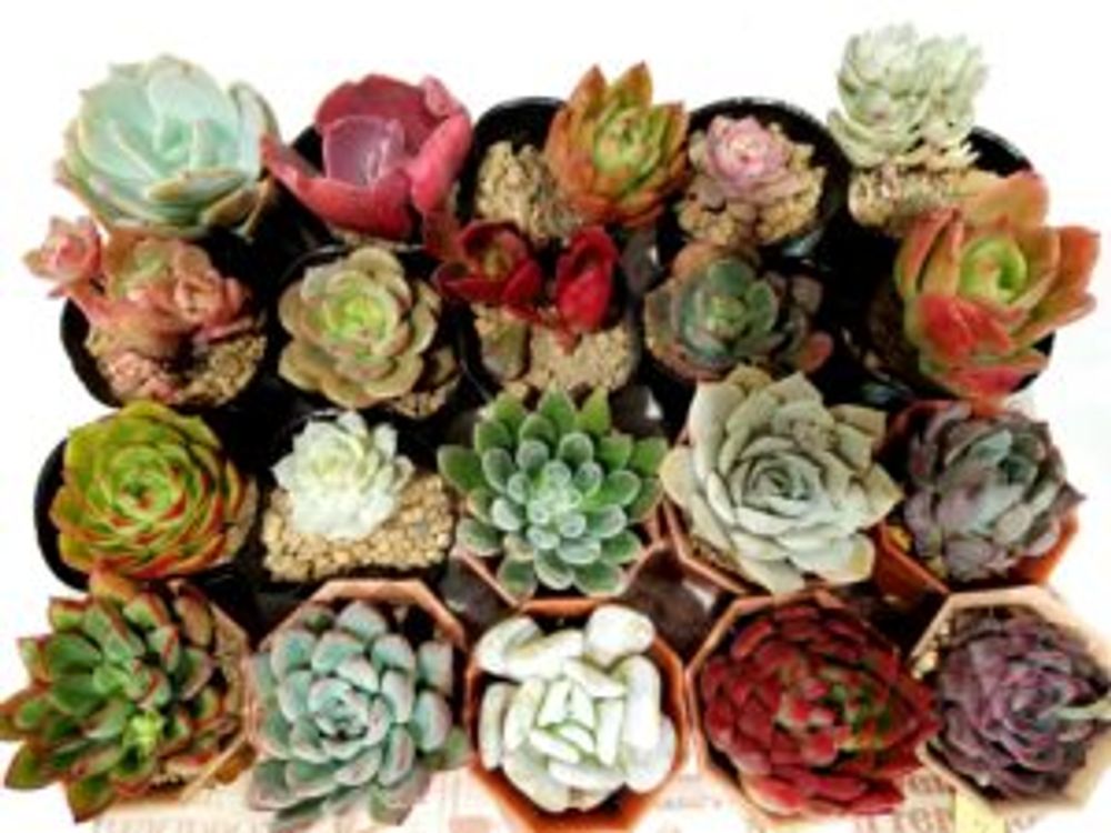 Photo by sachiさん